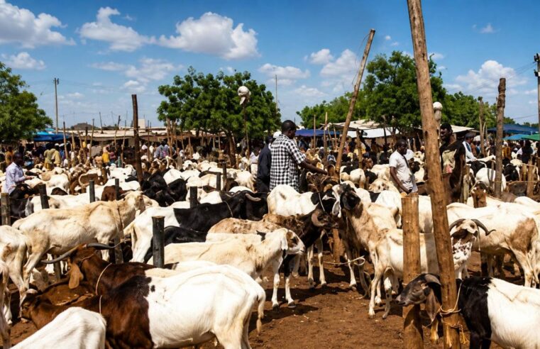 Tabaski au Burkina : le blocus du bétail, un pari risqué aux conséquences économiques lourdes