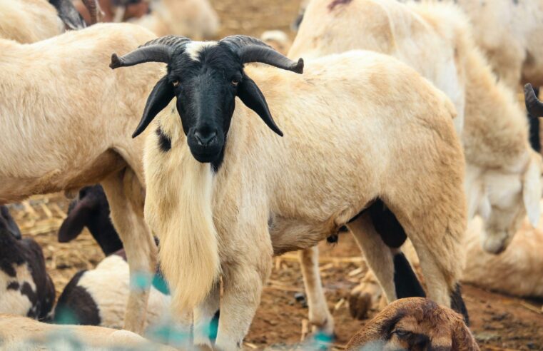 Tabaski : pourquoi l&rsquo;achat d&rsquo;un mouton devient un fardeau pour les sénégalais