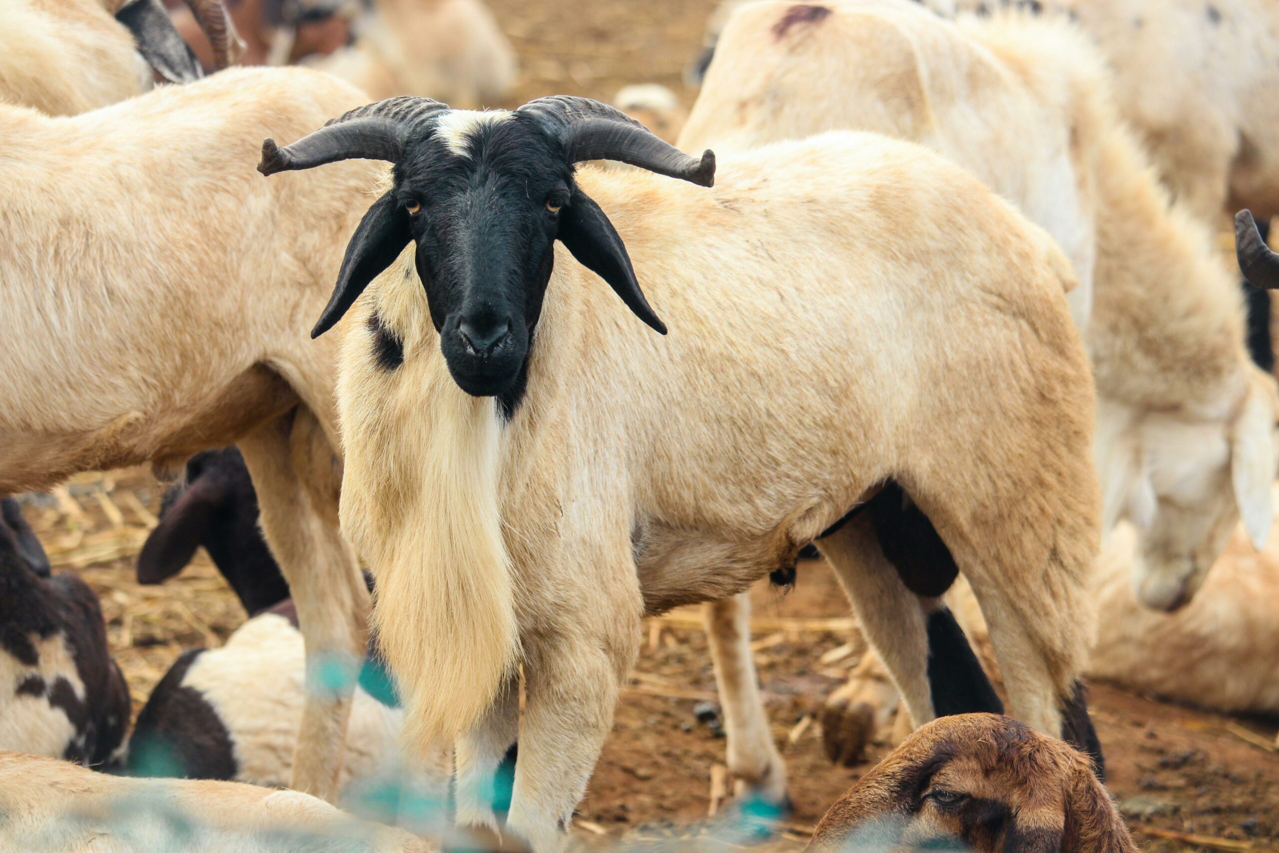 Tabaski : pourquoi l&rsquo;achat d&rsquo;un mouton devient un fardeau pour les sénégalais