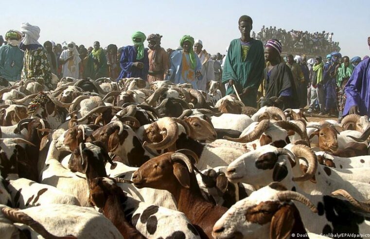 Escorte militaire des camions de moutons vers Bamako pour la Tabaski