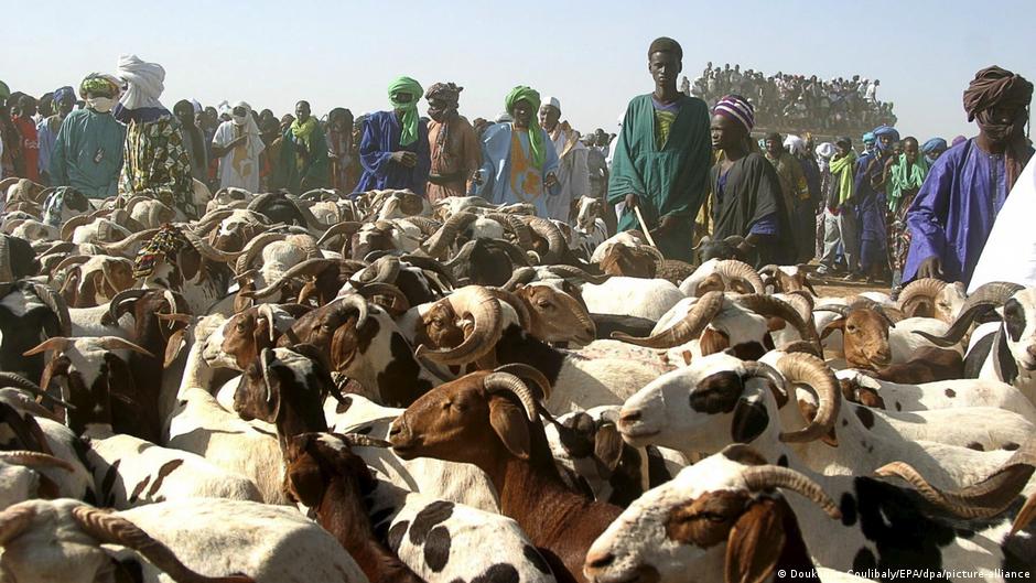 Escorte militaire des camions de moutons vers Bamako pour la Tabaski