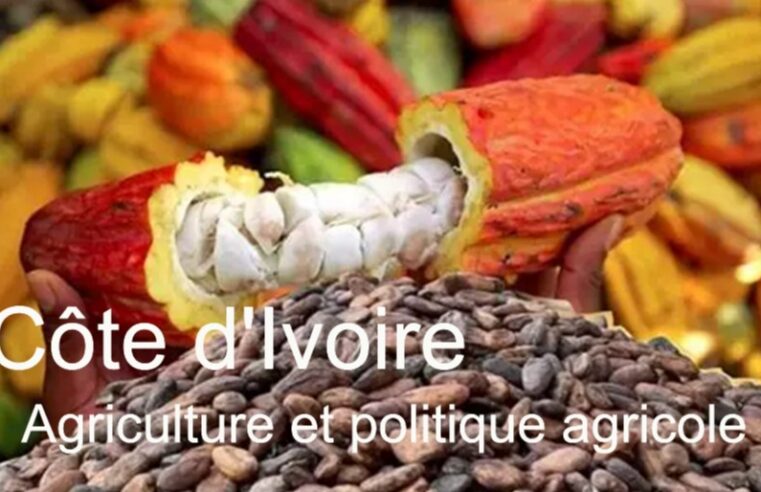 Côte d&rsquo;Ivoire : l&rsquo;agriculture au cœur de l&rsquo;économie et des défis sociaux