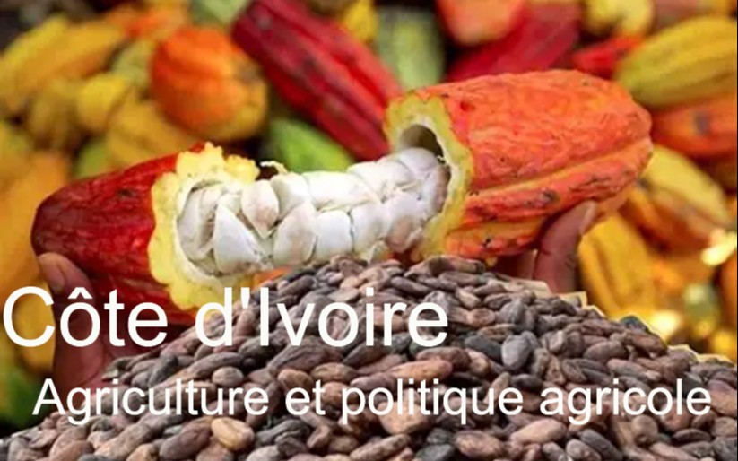 Côte d&rsquo;Ivoire : l&rsquo;agriculture au cœur de l&rsquo;économie et des défis sociaux
