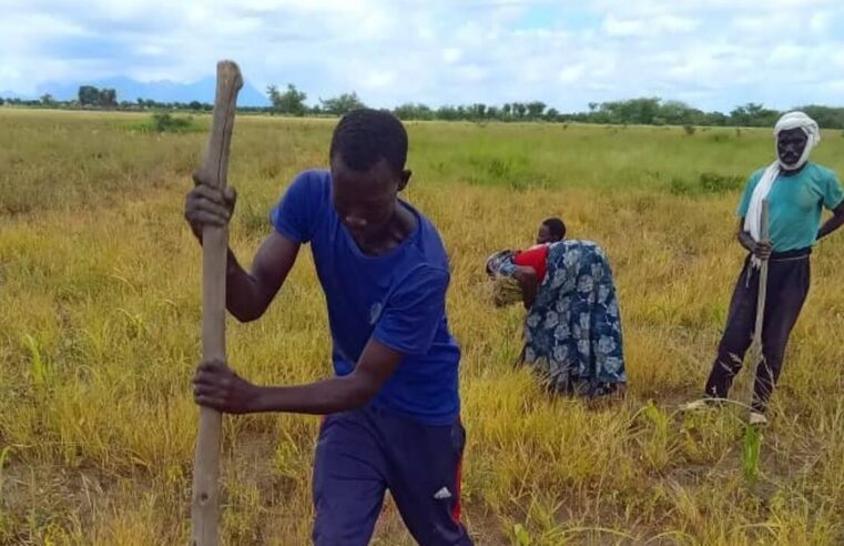 L&rsquo;agriculture tchadienne se transforme grâce aux champs écoles paysans