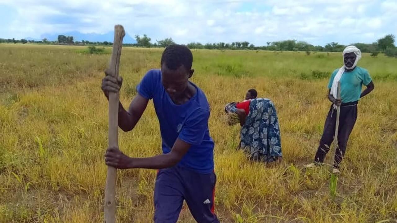 L&rsquo;agriculture tchadienne se transforme grâce aux champs écoles paysans