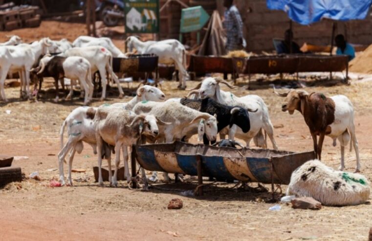 Tabaski à Bamako : le blocus jihadiste bouleverse les traditions au Mali