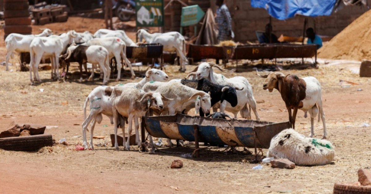 Tabaski à Bamako : le blocus jihadiste bouleverse les traditions au Mali