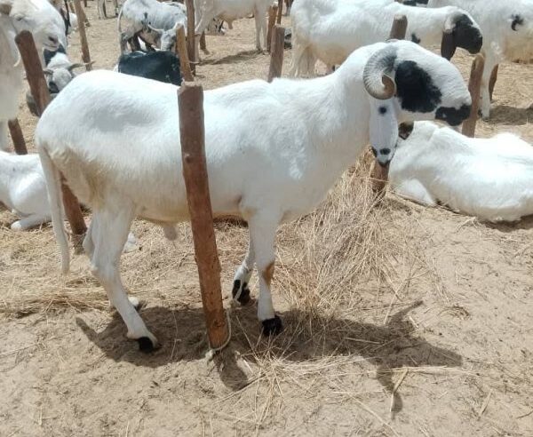 Tabaski à Niamey : pourquoi les prix des moutons explosent malgré l&rsquo;abondance ?