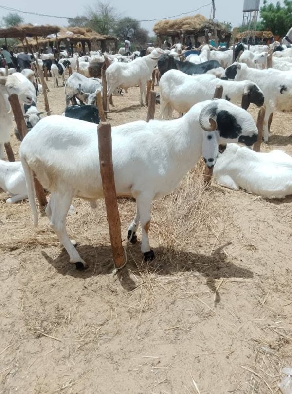 Tabaski à Niamey : pourquoi les prix des moutons explosent malgré l&rsquo;abondance ?