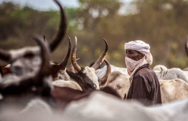 Crise sécuritaire au Tchad : l&rsquo;État peine à stopper les violences entre éleveurs et agriculteurs
