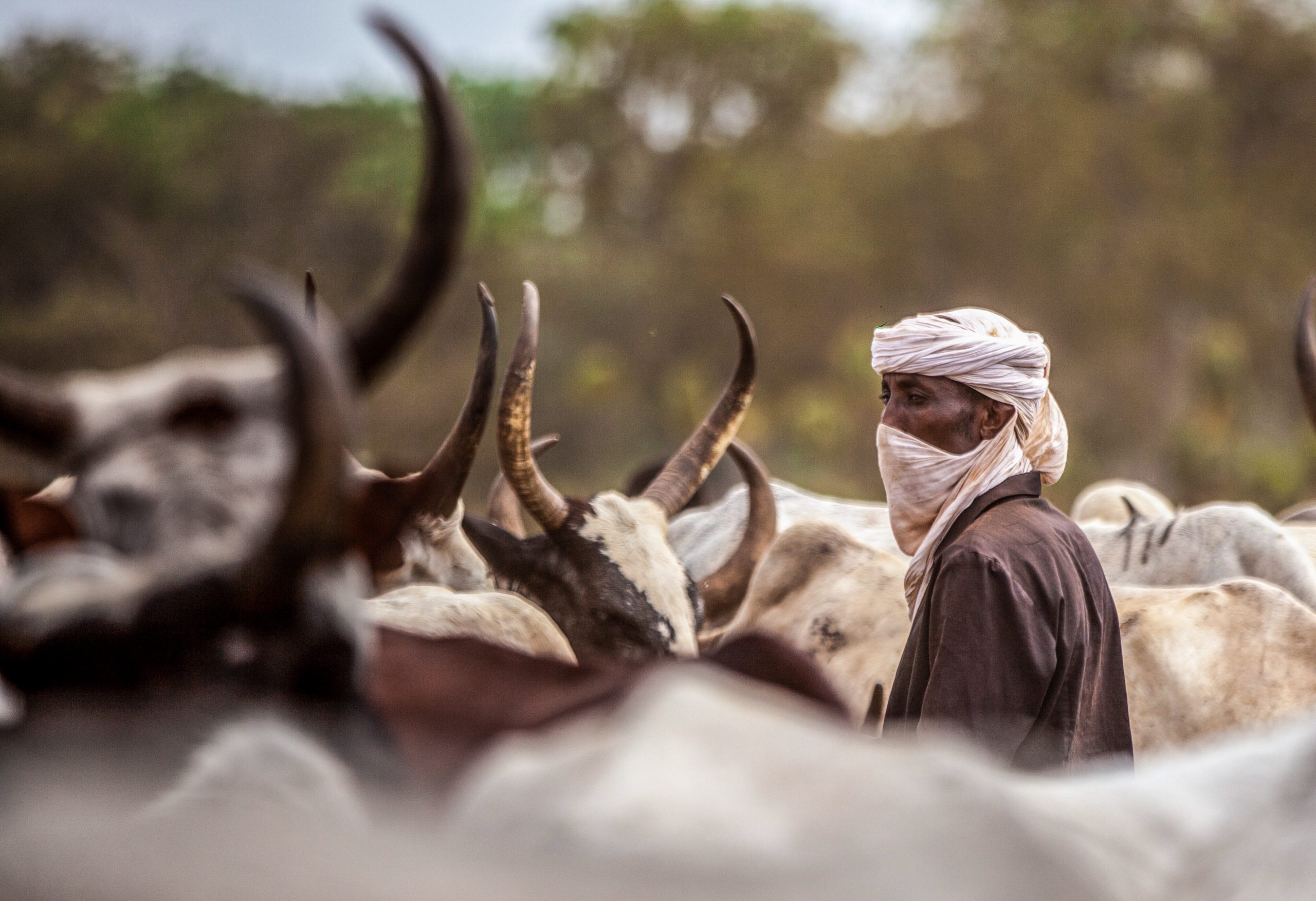 Crise sécuritaire au Tchad : l&rsquo;État peine à stopper les violences entre éleveurs et agriculteurs