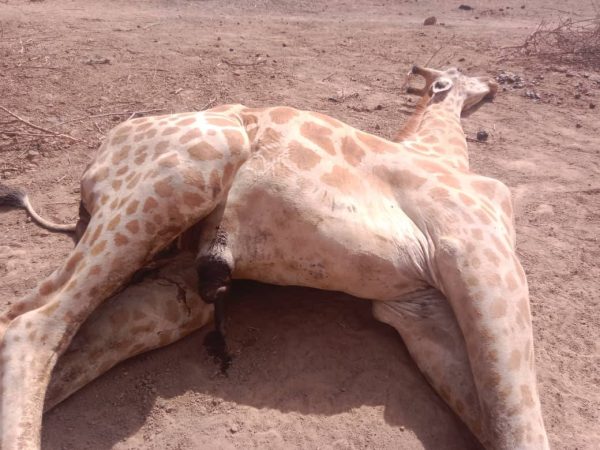 Premier girafon de Gadabedji : une disparition qui interroge la santé animale au Niger