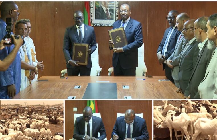 Mauritanie : 450 000 béliers en route vers le Sénégal pour Tabaski