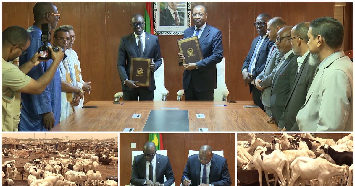 Mauritanie : 450 000 béliers en route vers le Sénégal pour Tabaski