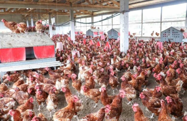 Souveraineté alimentaire : le Gabon doit-il miser sur ses entrepreneurs locaux ?