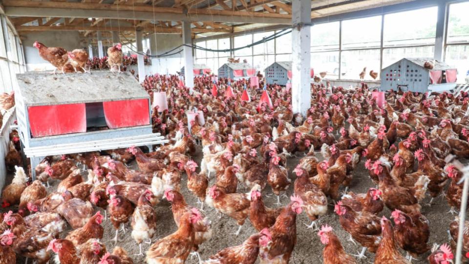 Souveraineté alimentaire : le Gabon doit-il miser sur ses entrepreneurs locaux ?