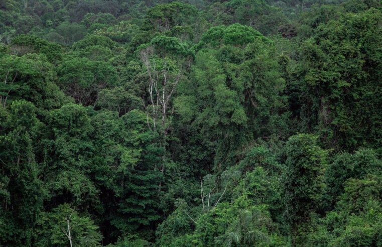 Lvmh et le Gabon vers un accord sur les ressources forestières