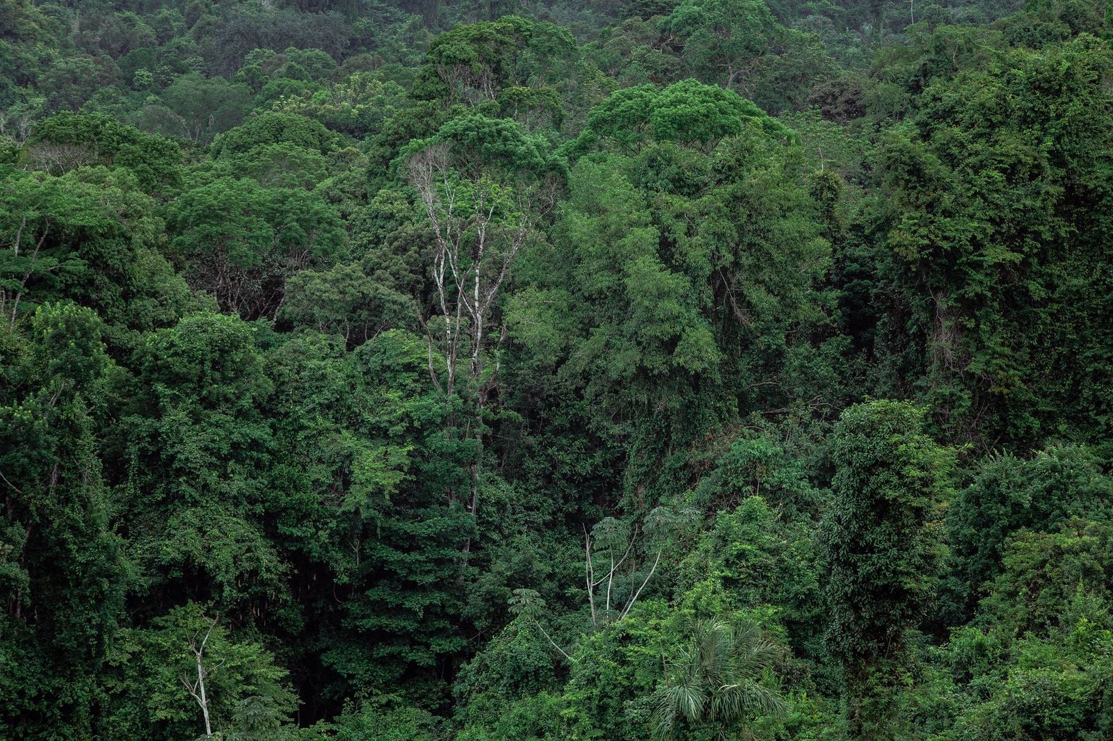 Lvmh et le Gabon vers un accord sur les ressources forestières