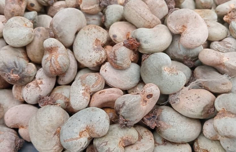 La récolte d&rsquo;anacardes en baisse au Bounkani : un coup dur pour les producteurs ivoiriens