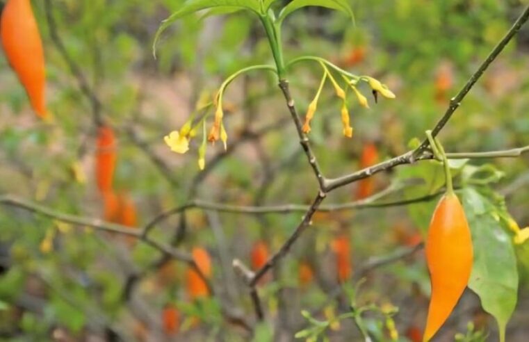 Gabon : l&rsquo;iboga sous contrôle de l&rsquo;État, une révolution pour la plante sacrée