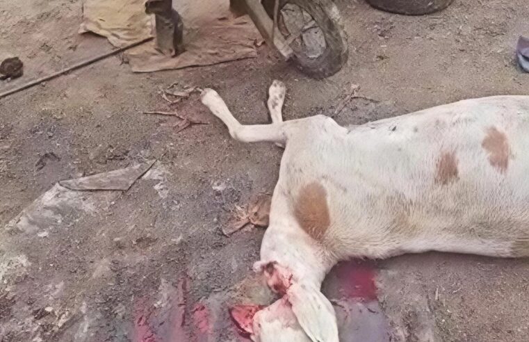 Tchad : un abattoir illégal fermé à Abéché