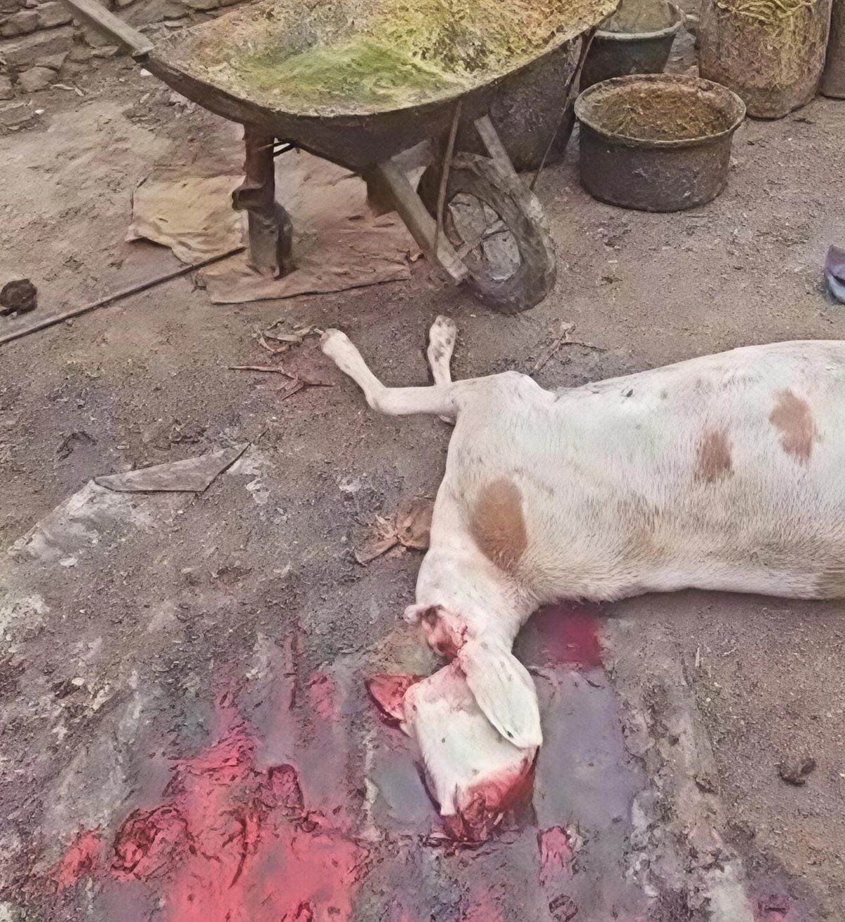 Tchad : un abattoir illégal fermé à Abéché
