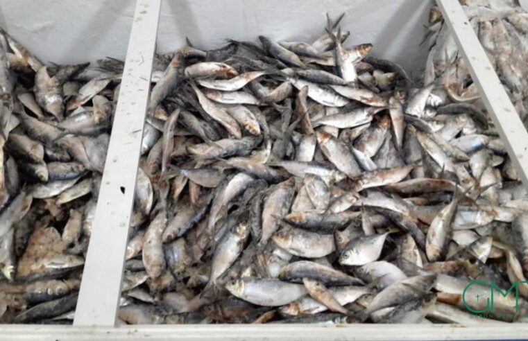 Gabon : suspension des exportations de sardine et de « sans nom » pour protéger le marché local