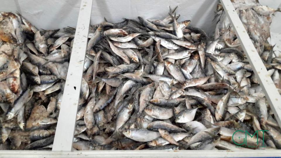 Gabon : suspension des exportations de sardine et de « sans nom » pour protéger le marché local