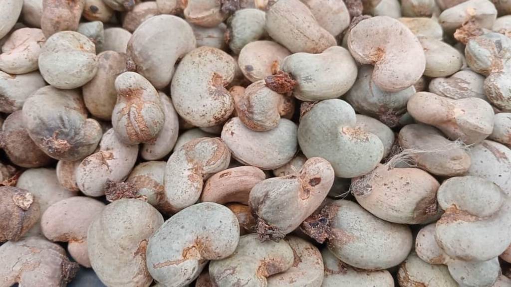 Les producteurs d'anacardes de Côte d'Ivoire font face à une récolte en baisse cette année. 