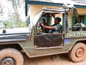 Centrafrique : des exploitants forestiers copient les pratiques de Wagner et ignorent leurs obligations fiscales