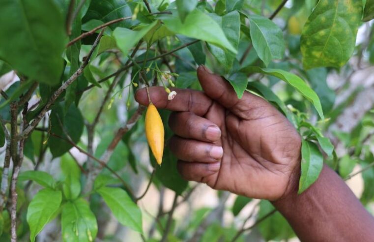 Iboga Gabon : le pari ambitieux du Gabon pour dominer le marché mondial des thérapies naturelles