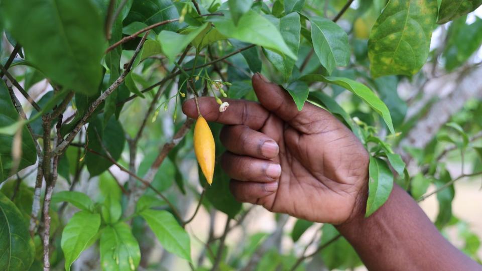 Iboga Gabon : le pari ambitieux du Gabon pour dominer le marché mondial des thérapies naturelles