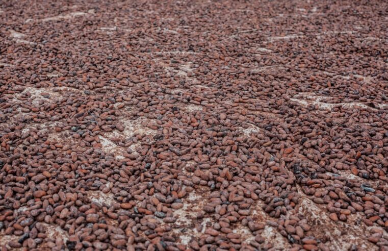 Cacao camerounais : un pic de 2 600 FCFA marque la fin de campagne