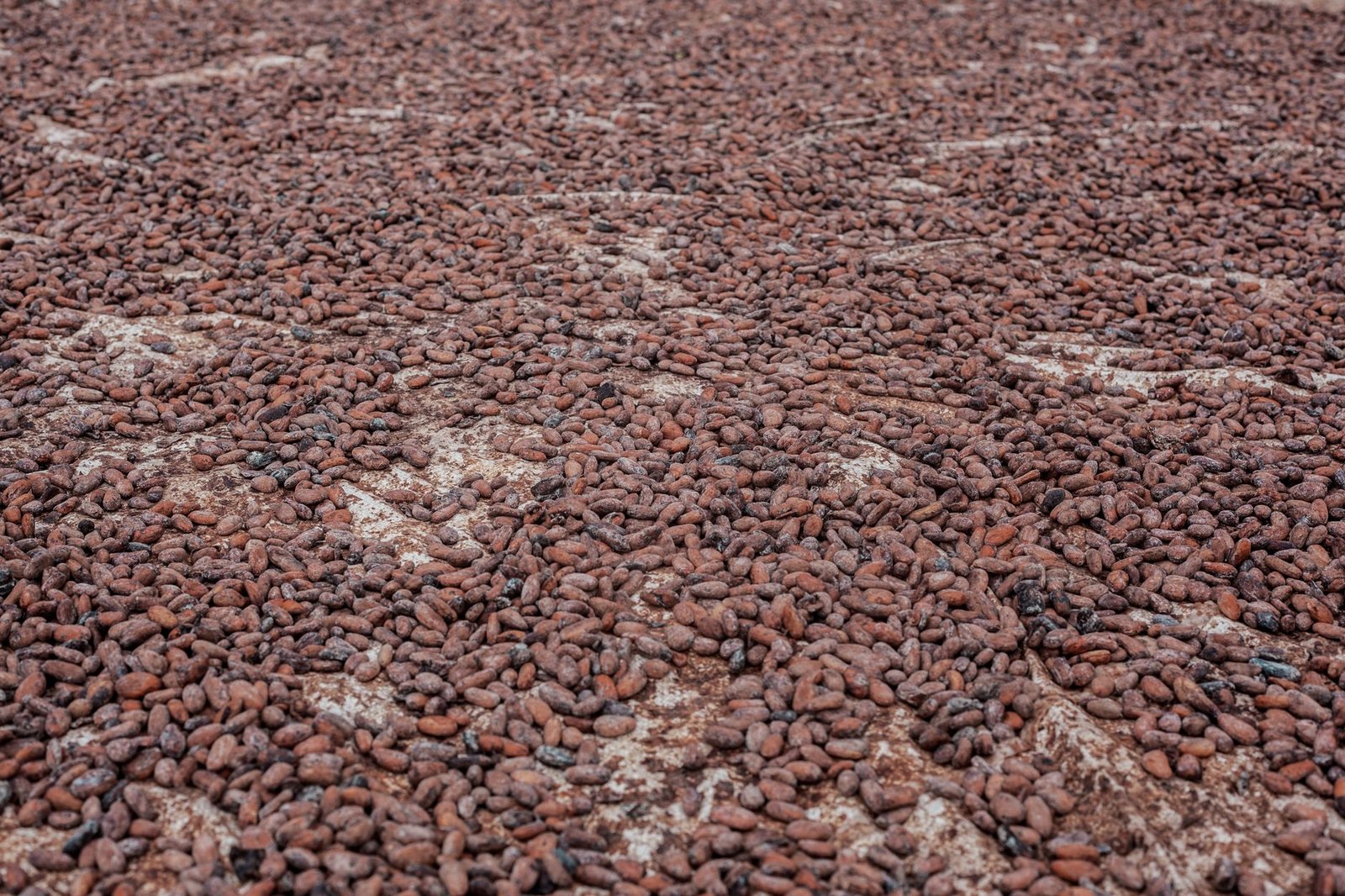 Cacao camerounais : un pic de 2 600 FCFA marque la fin de campagne