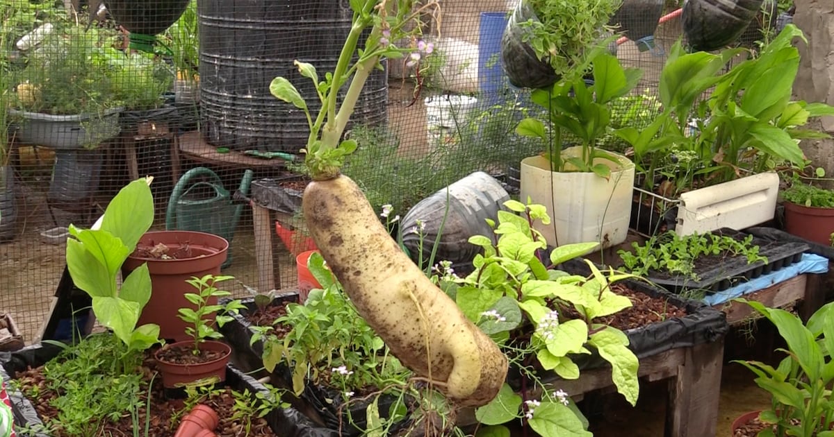 Bamako mise sur les circuits courts et le bio pour une alimentation saine