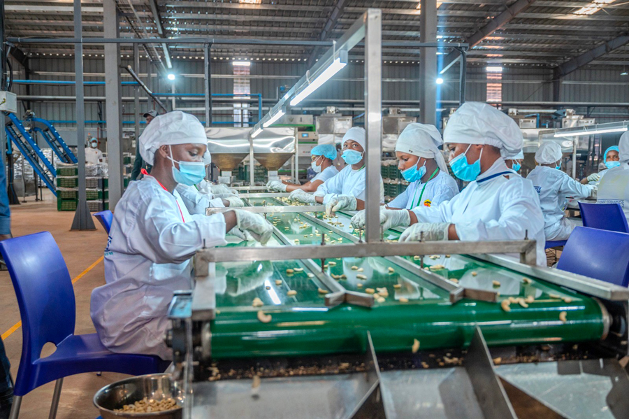 Cajou en Côte d&rsquo;Ivoire : un financement innovant pour booster la transformation locale