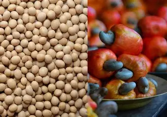 Assurance agricole au Bénin : un filet de sécurité pour les producteurs