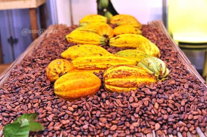 Côte d’ivoire : annonce des prix bord champ du café à l’ouverture de la JNCC 2026