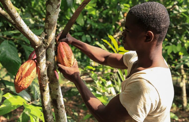 Cacao camerounais : vers une relance des producteurs locaux