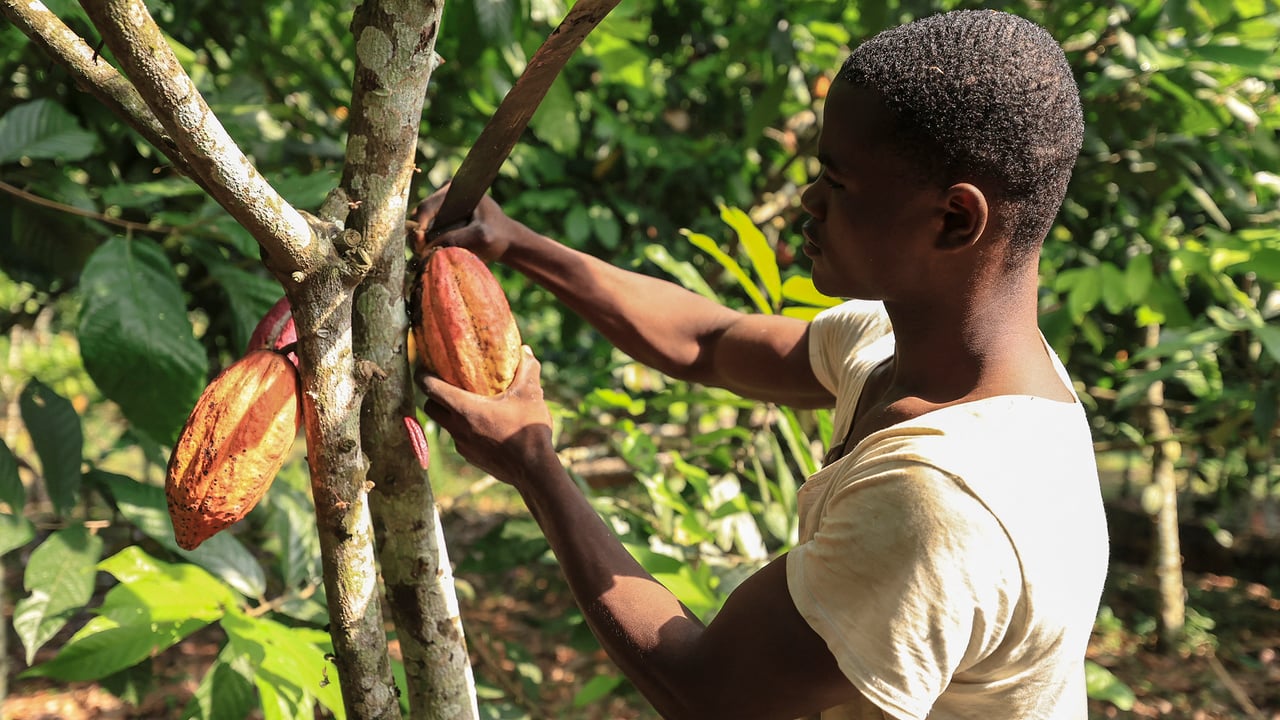 Cacao camerounais : vers une relance des producteurs locaux